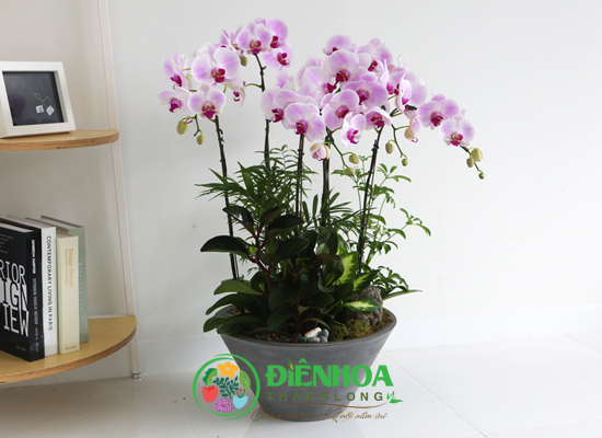 Chậu lan hồ điệp t&iacute;m 5 c&agrave;nh