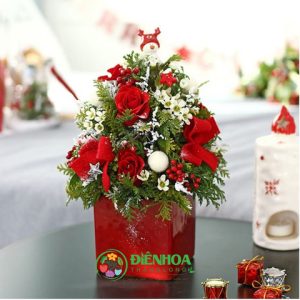 Hoa giáng sinh ấm áp