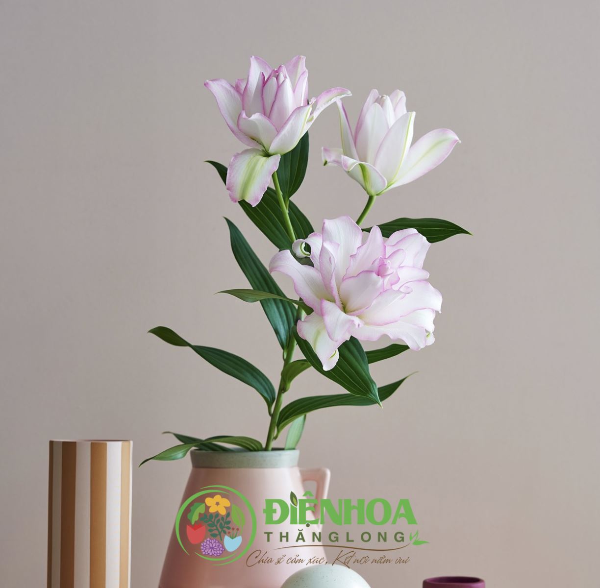 Hoa ly kép hồng Hà Nội