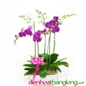 Chậu lan hồ điệp 5 cành