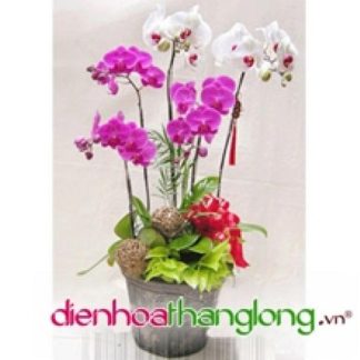 LHD003-DHTL (Lan Hồ Điệp)