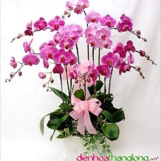 LHD004-DHTL (Lan Hồ Điệp)