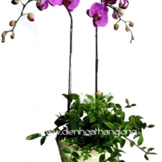 LHD014-DHTL (Lan Hồ Điệp)